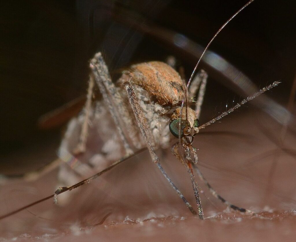 insects, mosquito, culex, pipiens, macro, mosquito, mosquito, mosquito, mosquito, mosquito