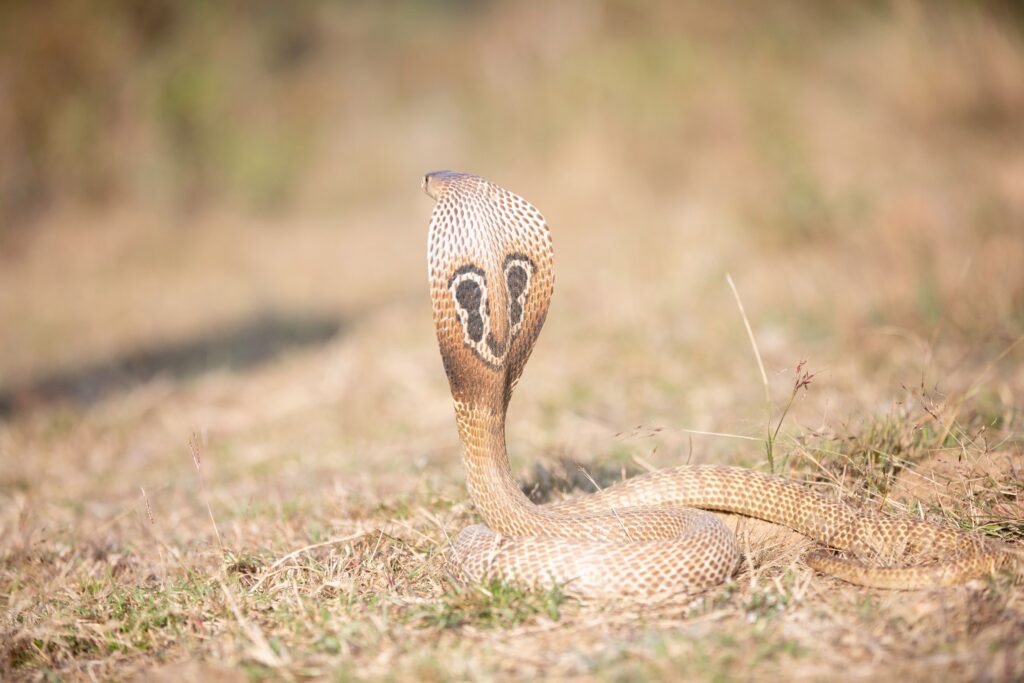 king cobra