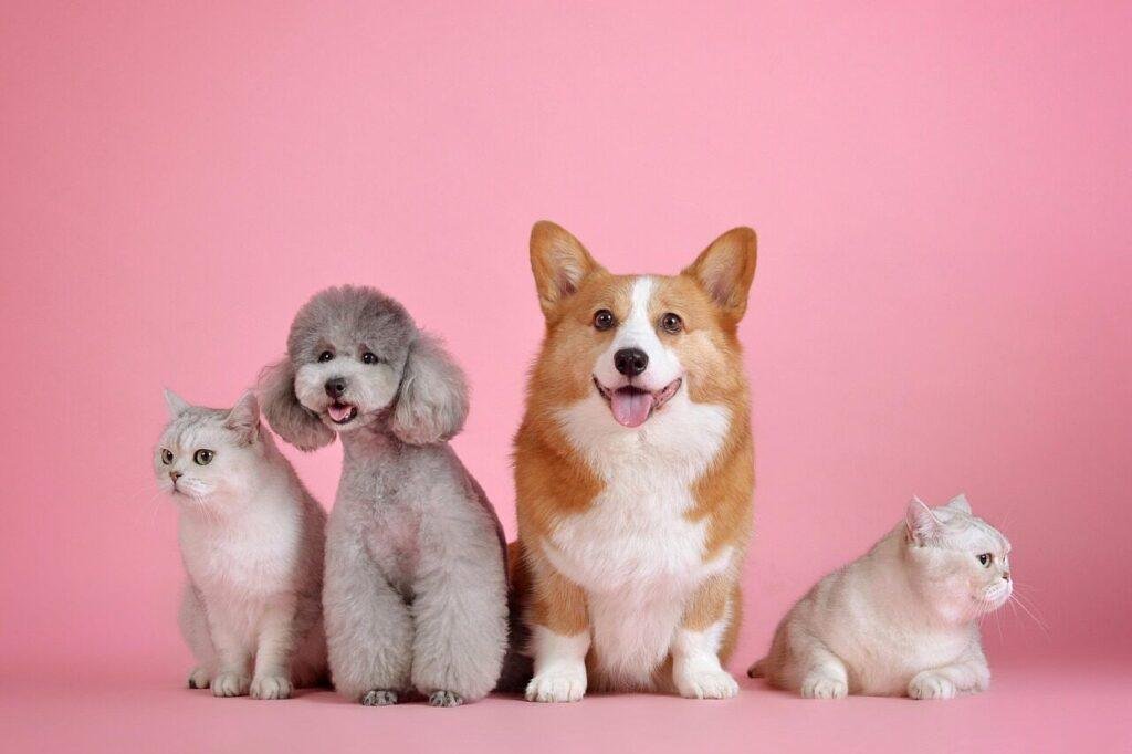 pets, nature, cat, dog, pet, animals, mammals, animal, canine, feline, friends