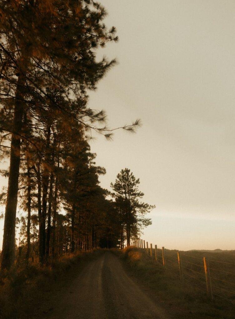 Quiet rural road bordered by tall pine trees in warm sunlight