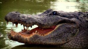 American alligator at the surface of the water with its mouth open