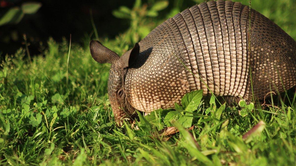 Nine-banded armadillo foraging in green grass