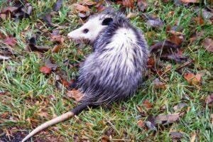 Virginia opossum walking through grass and fallen leaves