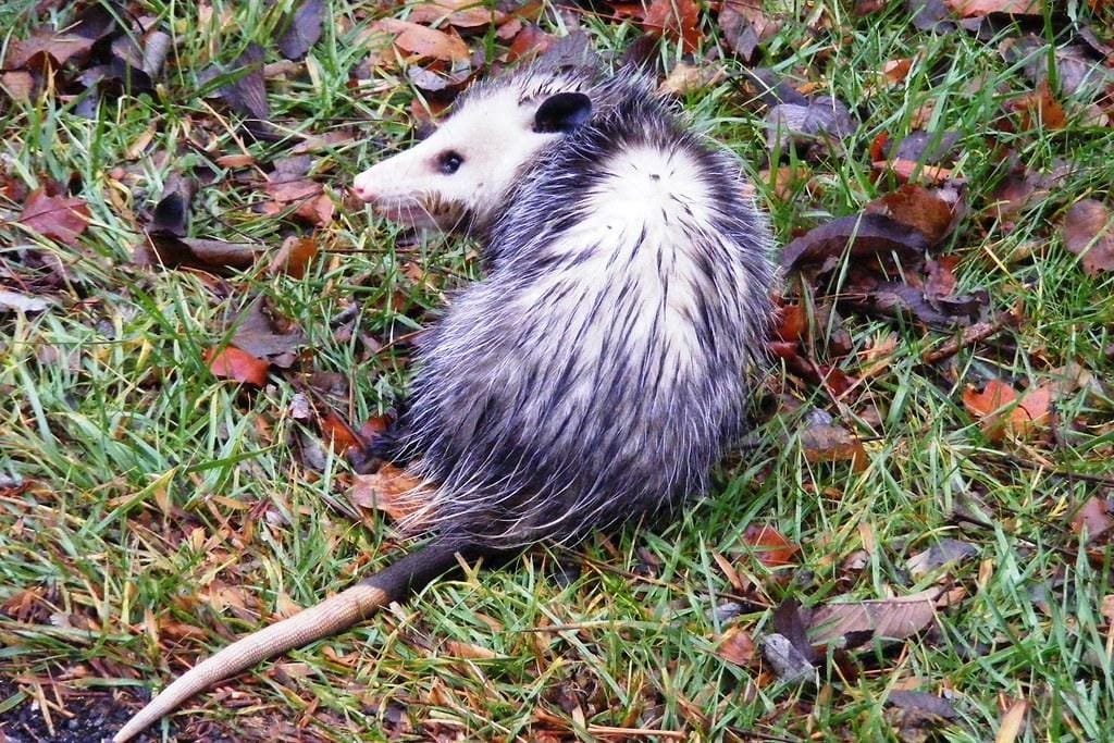 Virginia opossum walking through grass and fallen leaves