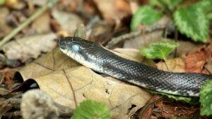 Eastern rat snake resting on fallen leaves