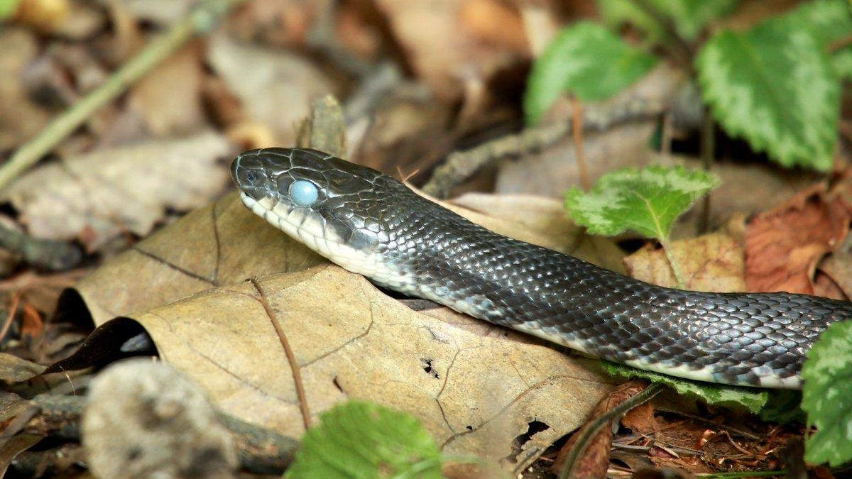 Eastern rat snake resting on fallen leaves