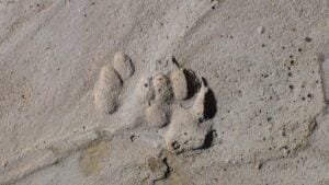 Animal paw print pressed into wet sand