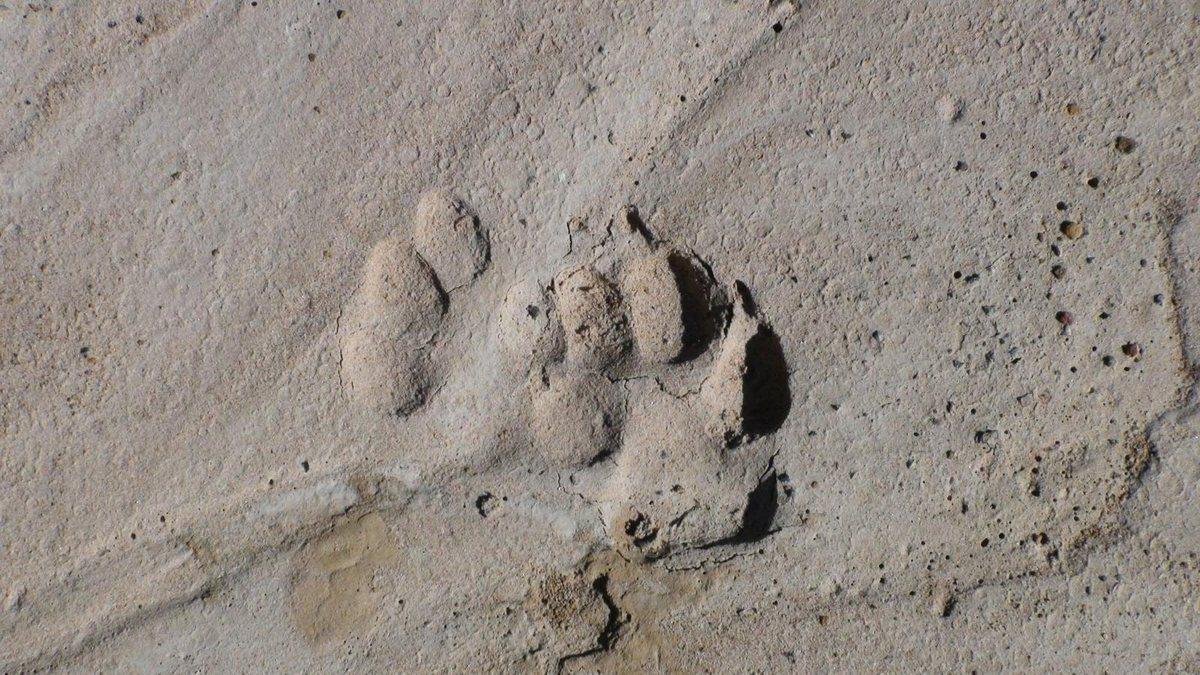 Animal paw print pressed into wet sand