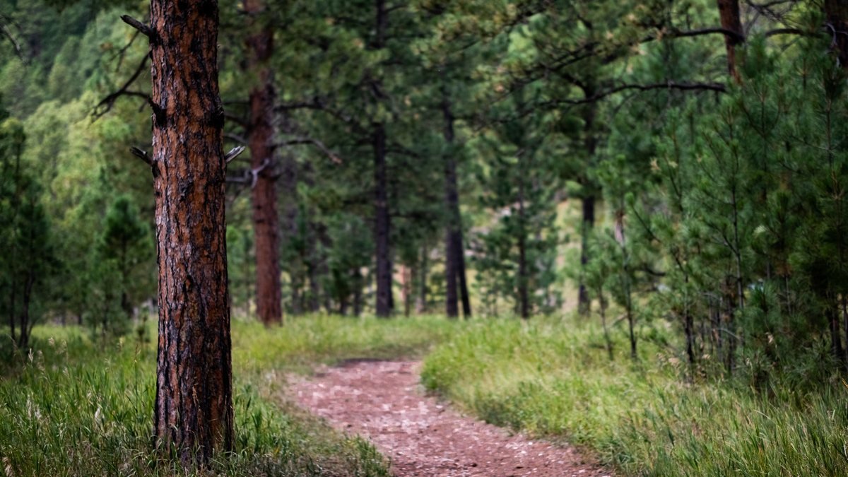 Sunlit dirt trail winding through a stand of tall pine trees