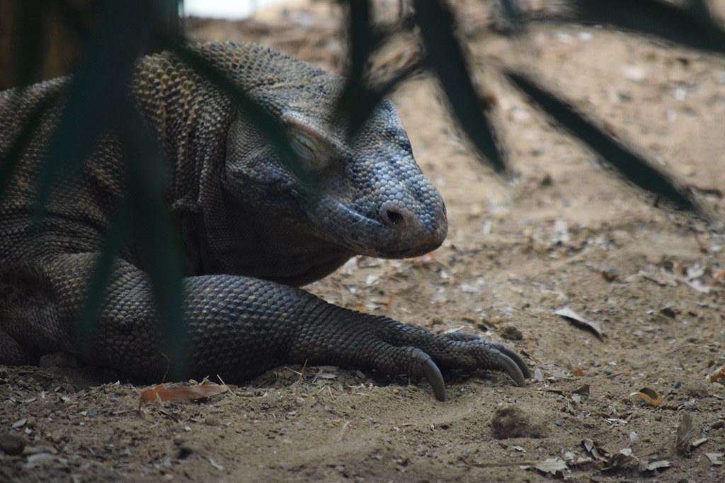 Komodo dragon resting on dirt behind green leaves
