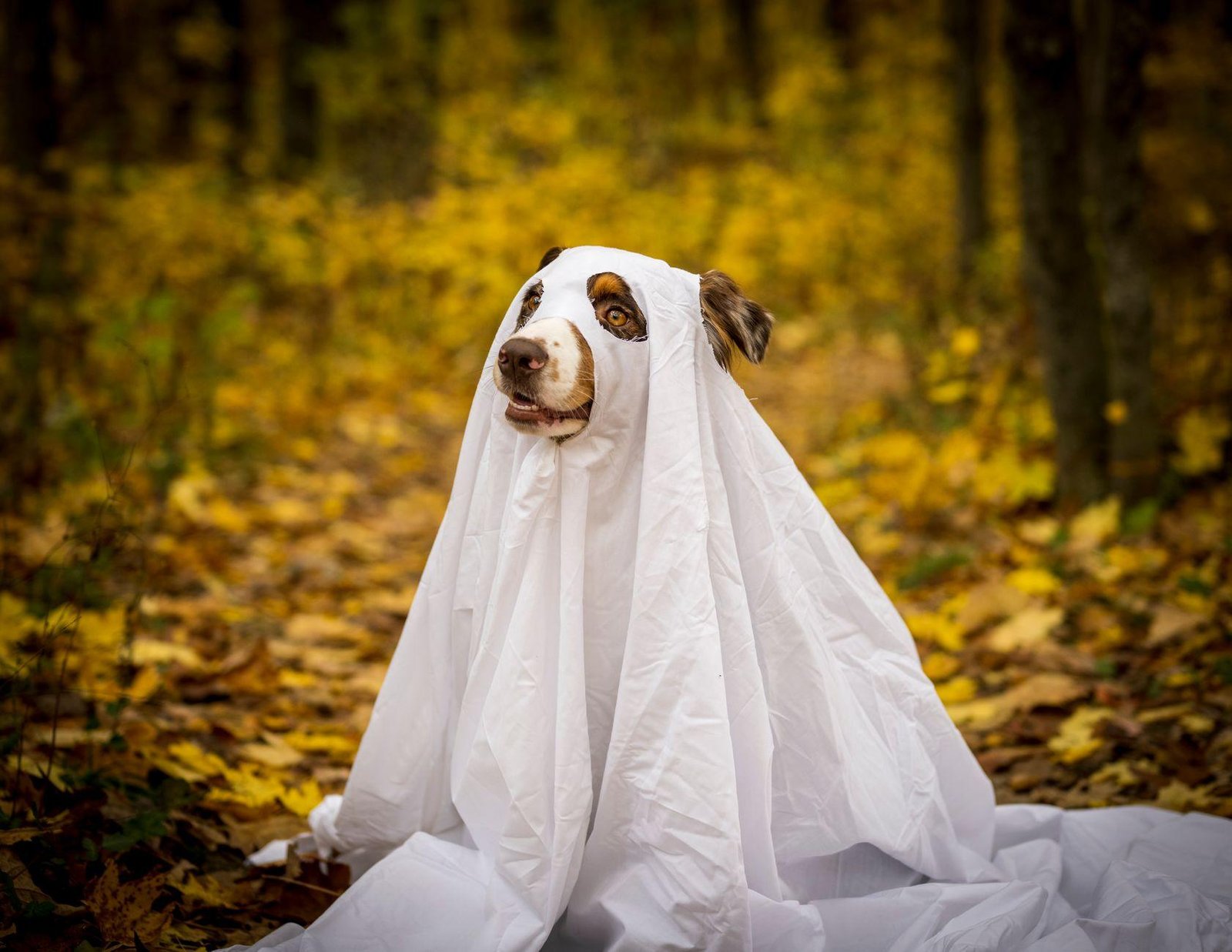 Dog wearing a white ghost costume sitting among autumn leaves in the woods