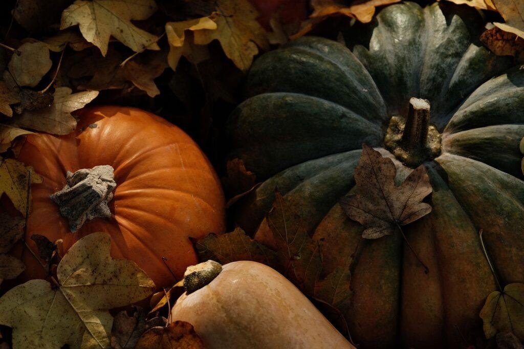 Orange and green pumpkins resting among dry fall leaves