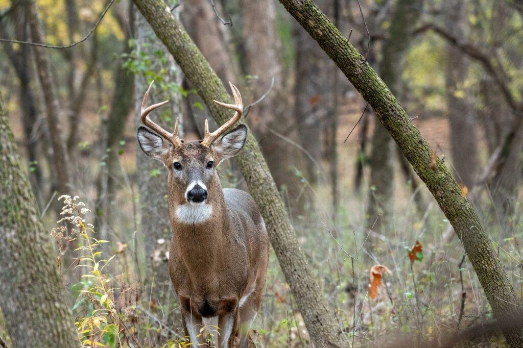 White-tailed deer buck standing among trees in autumn woods